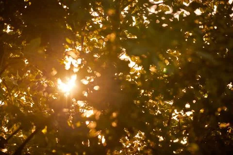 Warm yellow sunlight through tree foliage, beautiful sunshine streaming throu Stock Photos