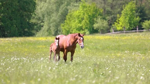 Warmblood broodmares with foals Stock Footage 334808442