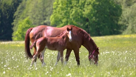 Warmblood broodmares with foals Stock Footage 334808816