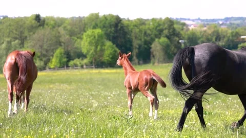 Warmblood broodmares with foals Stock Footage 334808986