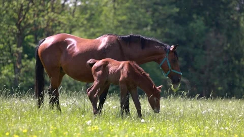 Warmblood broodmares with foals Stock Footage 334809009