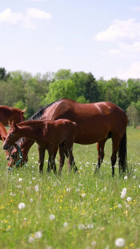 Warmblood broodmares with foals Stock Footage 334809732