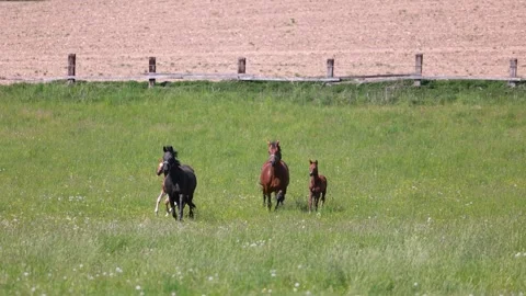 Warmblood broodmares with foals Stock Footage 334809916