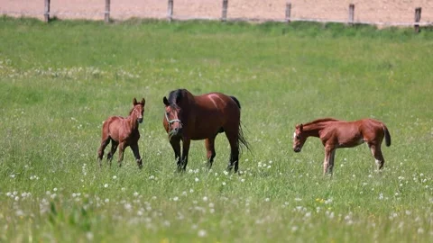 Warmblood broodmares with foals Stock Footage 334809994