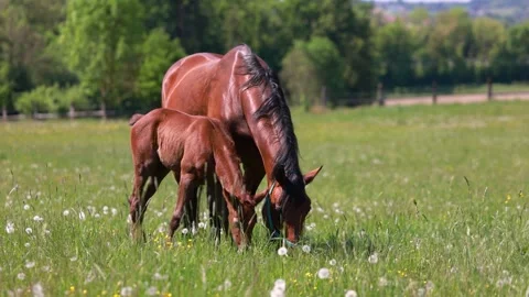 Warmblood broodmares with foals Stock Footage 334810335