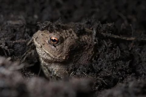 Warmer, Common toad hides under compost, exposes face. Stock Photos