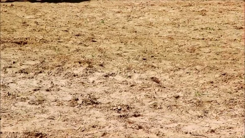 Warming up barefoot on sand Stock Footage 77862480
