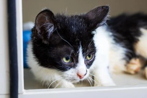 Warmly lit image capturing cautious kitten seeking love from compassionate Stock Photos
