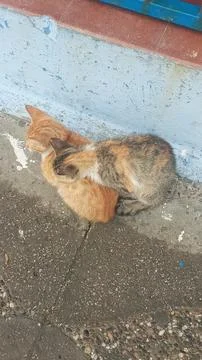 The warmth cats Stock Photos