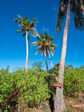 Warning about falling coconuts on a palm tree trunk Stock Photos