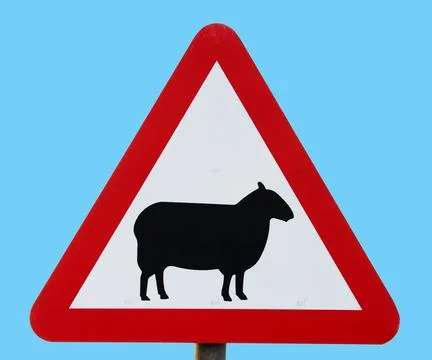 Warning Sheep On the Road Stock Photos