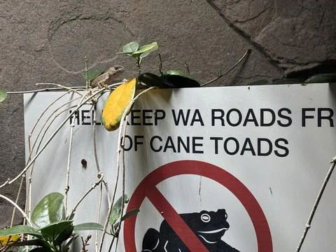 Warning sign about cane toad hazards Photos