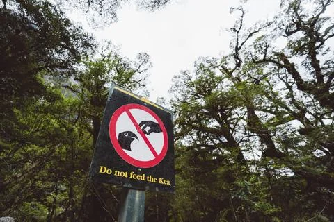 A warning sign reading 'Do not feed the Kea' in front of trees and cloudy skies, Foto stock