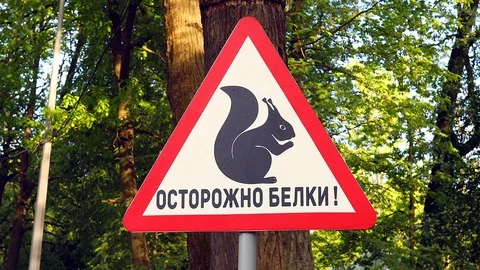 Warning sign Squirrel Video stock 90353708