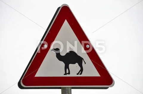 Photograph: Warning signs, camels ahead, israel, middle east, southwest ...