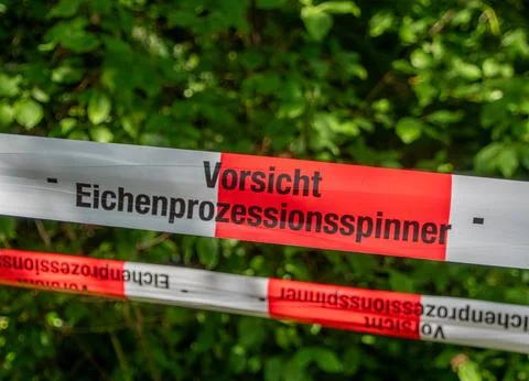 Warning Tape for Oak Processionary Moth Infestation in Hasenheide Park Berl.. Stock Photos