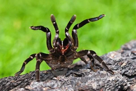 Warningly impending tarantula Foto stock