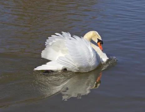 The warrior swan Foto stock
