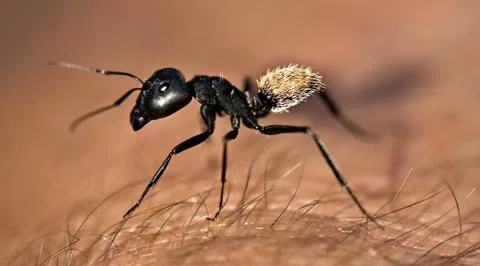 Warrior termite Stock Photos