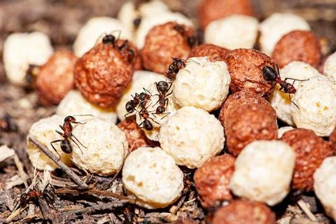 Warrior termites attacking a colony of flying ants , small larva on the sand Stock Photos