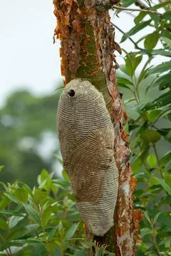 Warrior Wasp nest- Synoeca sp, Synoeca. Sabanas, Costa Rica wildlife Warri... Stock Photos