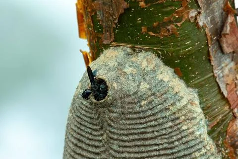 Warrior Wasp nest- Synoeca sp, Synoeca. Sabanas, Costa Rica wildlife Warri... Stock Photos
