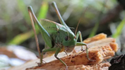 Wart-biter Bush Cricket, Decticus verrucivorus Video stock 12053934