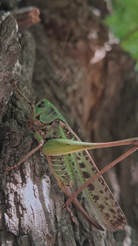 Wart-biter bush-cricket (Decticus verrucivorus) climbing old tree bark Stock Footage 338135196