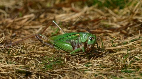 Wart-biter (Decticus verrucivorus) cricket cleaning itself Stock-Footage 121732357