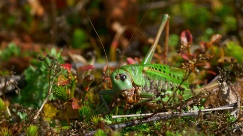 Wart-biter (Decticus verrucivorus) cricket cleaning itself Stock Footage 121732389