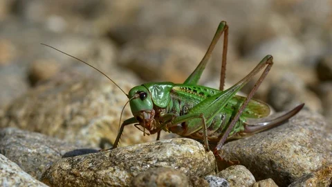 Wart-biter (Decticus verrucivorus) cricket on rocks Vídeos de archivo 121732408