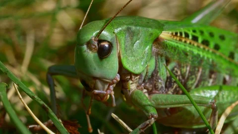Wart-biter (Decticus verrucivorus) grasshopper green cricket Stock-Footage 121732345