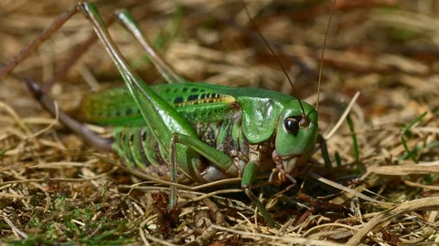Wart-biter (Decticus verrucivorus) grasshopper green cricket Видео 121732384