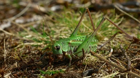 Wart-biter (Decticus verrucivorus) grasshopper green cricket Stock Footage 126710582