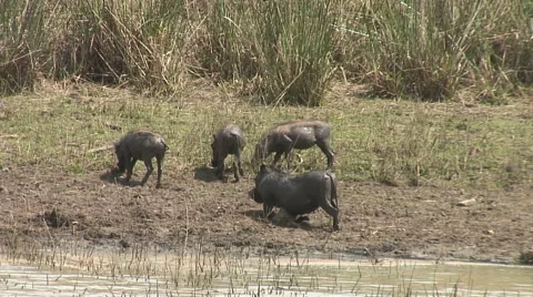 WART HOG BELLY RUB 库存影片 65745846