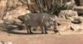 Wart Hog eating HD HD Footage