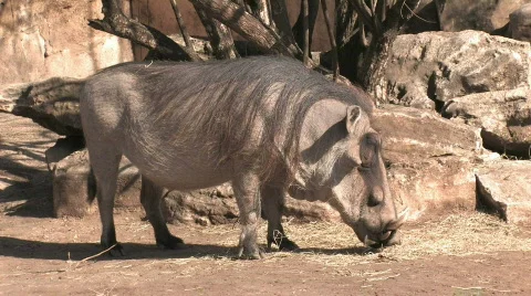 Wart hog kneeling eating HD Stock Footage 109205