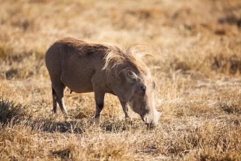 Wart hog Stock Photos