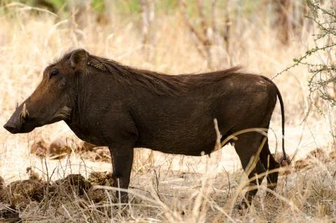 Wart hog Stock Photos
