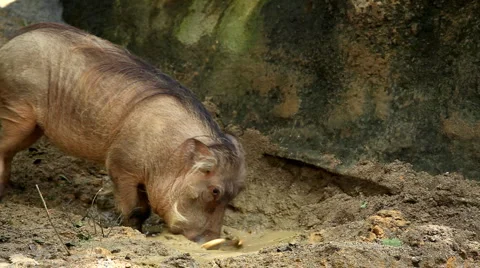 Wart-hog, Warthog in Mud, African Lens-Pig, Phacochoerus Africanus, Wild Pig Stockbeeldmateriaal 2257664