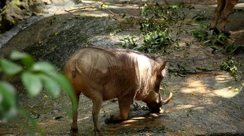 Wart-hog, Warthog in Mud, African Lens-Pig, Phacochoerus Africanus, Wild Pig Video stock 2258119