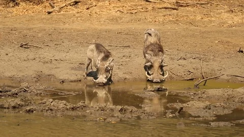 Wart hogs drinking 스톡 동영상 119286027