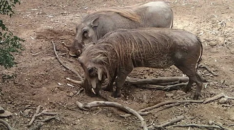 Wart Hogs Foraging Stock Footage 47210468