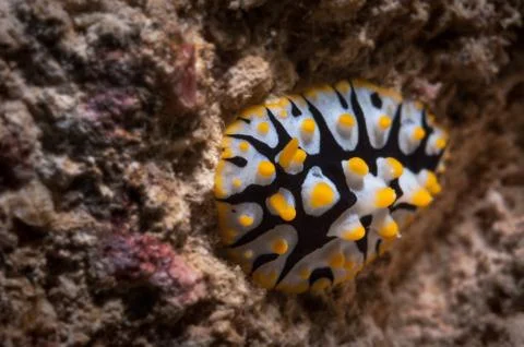 Wart slug Stock Photos