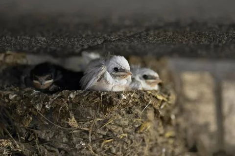 Wartend im Nest... zwei weisse Rauchschwalben ( Hirundo rustica ) mit norm... Stock Photos