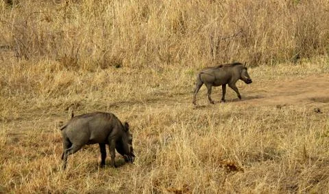 Warthod wild animals Stock Photos