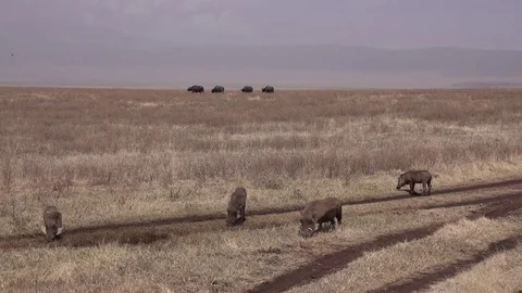Warthog, African warthogs and buffalos in the savannah. Serengeti, Africa Video stock 83634018
