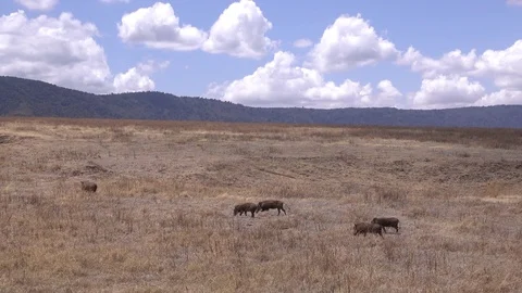 Warthog, African warthogs in the savannah. Serengeti, Africa Stock Footage 83633352