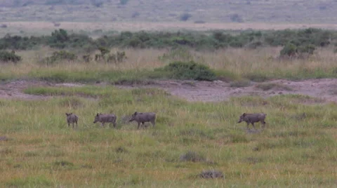 WARTHOG AFRICAN WILDLIFE Stock Footage 41805322