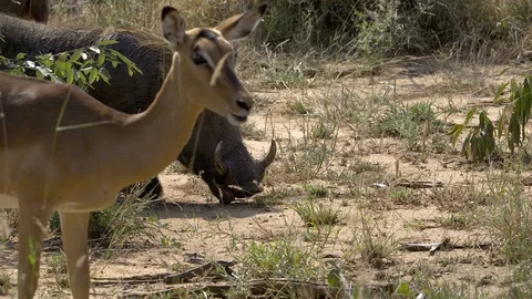 Warthog and Impala grazing on grass Stock Footage 108497747